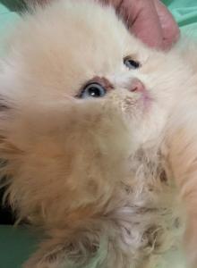 Persiola - Persian Kitten For Sale - Brooklyn&comma; NY&comma; US