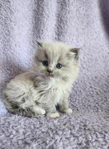 Ragdoll and Cherubim Kittens - Ragdoll Kitten For Sale - Beaver Falls&comma; PA&comma; US