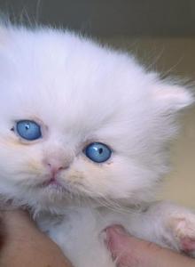 Lansle - Persian Kitten For Sale - Brooklyn, NY, US Lansle - Persian Kitten For Sale - Brooklyn, NY, US