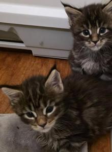 Kiss and Jager - Maine Coon Kitten For Adoption - Monroe, OH, US Kiss and Jager - Maine Coon Kitten For Adoption - Monroe, OH, US