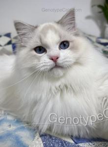 Cadmus - Ragdoll Kitten For Sale - Tuscaloosa&comma; AL&comma; US