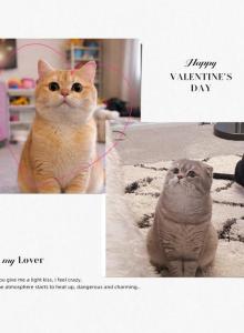 British short hair NY - British Shorthair Kitten For Sale - San Marcos&comma; CA&comma; US