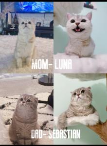 Silver chinchilla - Scottish Fold Kitten For Sale - San Marcos&comma; CA&comma; US