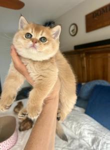 Emma4 - Scottish Straight Kitten For Sale - Yorktown Heights&comma; NY&comma; US