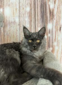 Tavira - Maine Coon Kitten For Sale - Brighton&comma; CO&comma; US