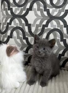 Ziko - Russian Blue Kitten For Adoption - Westmont, IL, US Ziko - Russian Blue Kitten For Adoption - Westmont, IL, US