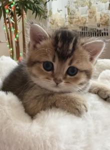 Lord - British Shorthair Kitten For Sale - New York, NY, US Lord - British Shorthair Kitten For Sale - New York, NY, US