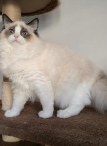 Sylvia - Ragdoll Cat For Sale - Brooklyn&comma; NY&comma; US