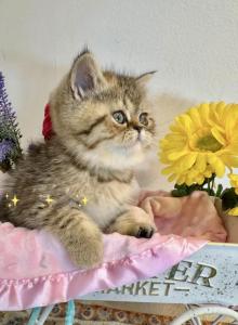 Kandy Exotic Shorthair - Exotic Kitten For Sale - Gibsonton&comma; FL&comma; US