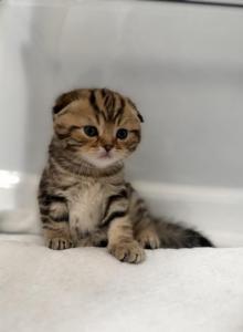 Kittens - Scottish Fold Kitten For Sale - Warren&comma; MI&comma; US