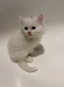 beauties - Persian Kitten For Sale - Winnetka&comma; CA&comma; US