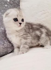 Allyson - Scottish Fold Kitten For Sale - Commerce City&comma; CO&comma; US