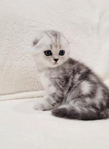 Allyson - Scottish Fold Kitten For Sale - Commerce City&comma; CO&comma; US