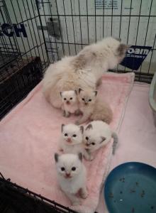 Ragdoll Kittens - Ragdoll Kitten For Sale - Delano&comma; CA&comma; US