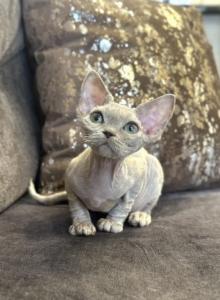 Devon Rex Lilac - Devon Rex Kitten For Sale - Hollywood, FL, US Devon Rex Lilac - Devon Rex Kitten For Sale - Hollywood, FL, US