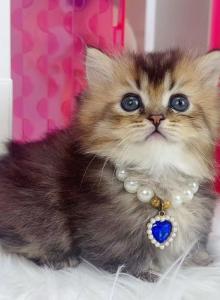 MK025 - Munchkin Kitten For Sale - Los Angeles&comma; CA&comma; US