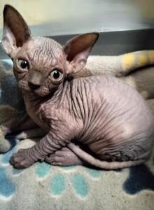 Blue boy - Sphynx Kitten For Sale - Fontana&comma; CA&comma; US