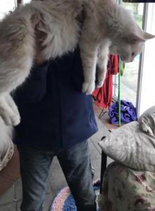 Tsunami - Maine Coon Kitten For Sale - Columbia&comma; MO&comma; US