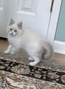 Purebred Male Blue Bicolor Ragdoll - Ragdoll Kitten For Sale - PA&comma; US