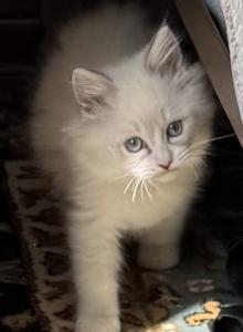 Purebred Male Blue Bicolor Ragdoll - Ragdoll Kitten For Sale - PA&comma; US