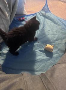 Diego of Donnelly - Maine Coon Kitten For Sale - Port Clinton&comma; OH&comma; US