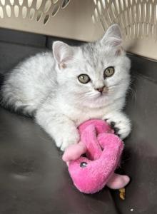 Prince - Scottish Straight Kitten For Sale - Woodstock&comma; GA&comma; US