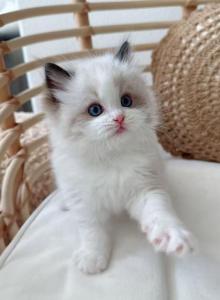 Mochi - Ragdoll Kitten For Sale - New York&comma; NY&comma; US