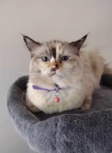 Miso - Ragdoll Cat For Adoption - Portland, OR, US Miso - Ragdoll Cat For Adoption - Portland, OR, US
