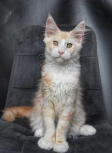 MaineCoonsLove - Maine Coon Kitten For Sale - Winfield&comma; IL&comma; US