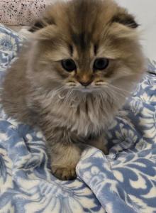 Jr Prince - Scottish Fold Kitten For Sale - Cleveland, OH, US Jr Prince - Scottish Fold Kitten For Sale - Cleveland, OH, US