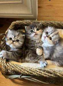 Coming Soon - Scottish Fold Kitten For Sale - Ocklawaha&comma; FL&comma; US
