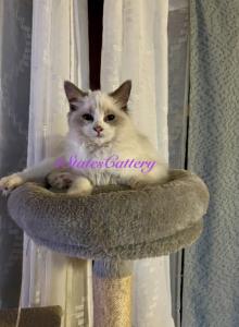 Sweet Pea - Ragdoll Kitten For Sale - Joplin&comma; MO&comma; US