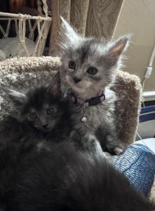 Khalesi - Maine Coon Kitten For Sale - Bechtelsville&comma; PA&comma; US