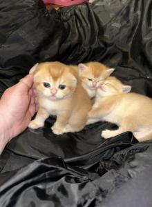 Purrsey Jr - Scottish Fold Kitten For Sale - PA&comma; US
