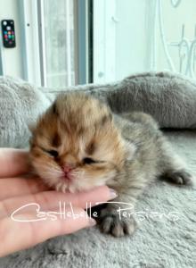 Golden Girl 2 Litter AN - Persian Kitten For Sale - Chino Hills&comma; CA&comma; US