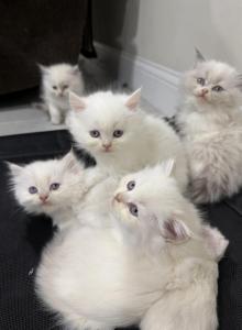 Ragdoll litter - Ragdoll Kitten For Sale - Dearborn&comma; MI&comma; US