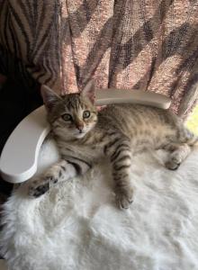 Mika - Bengal Kitten For Adoption - Columbus&comma; IN&comma; US