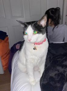 Natalie - Domestic Cat For Adoption - Forest Hills, NY, US Natalie - Domestic Cat For Adoption - Forest Hills, NY, US