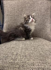 Boy Siberian READY TO MOVE OUT Purebred - Siberian Kitten For Sale - Old Bridge, NJ, US Boy Siberian READY TO MOVE OUT Purebred - Siberian Kitten For Sale - Old Bridge, NJ, US