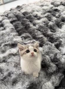 Mini Cow - Munchkin Kitten For Sale - Miami&comma; FL&comma; US