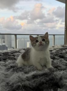 Mickey - Munchkin Kitten For Sale - Miami&comma; FL&comma; US
