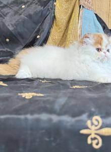 Red and white boy - Persian Kitten For Sale - Joplin, MO, US Red and white boy - Persian Kitten For Sale - Joplin, MO, US