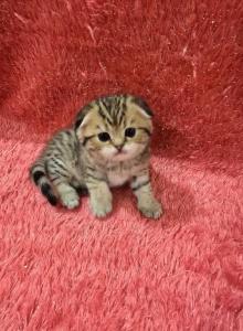 Mia2 - Scottish Fold Kitten For Sale - Philadelphia&comma; PA&comma; US
