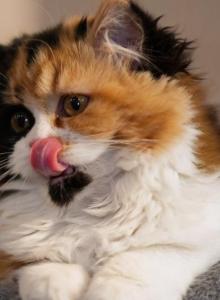 Betty - Scottish Straight Kitten For Sale - Warwick, NY, US Betty - Scottish Straight Kitten For Sale - Warwick, NY, US