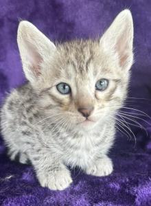 Silver Savannah kittens - Savannah Kitten For Sale - Ellerbe&comma; NC&comma; US