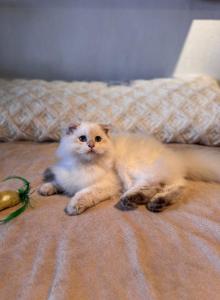 Gelik - Scottish Fold Kitten For Sale - San Mateo, CA, US Gelik - Scottish Fold Kitten For Sale - San Mateo, CA, US