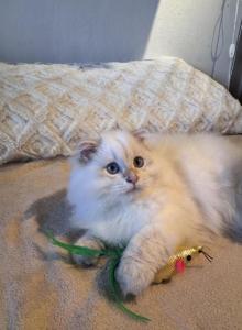 Gelik - Scottish Fold Kitten For Sale - San Mateo, CA, US Gelik - Scottish Fold Kitten For Sale - San Mateo, CA, US