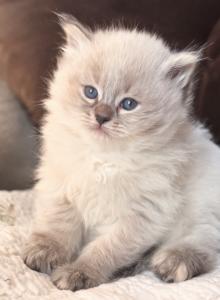 Z Ivory - Siberian Kitten For Sale - Poplar Bluff&comma; MO&comma; US