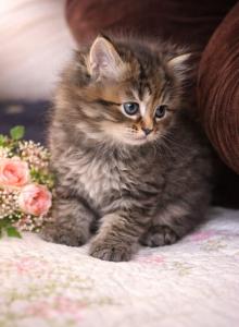 Sarah Francis Kittens - Siberian Kitten For Sale - Poplar Bluff&comma; MO&comma; US