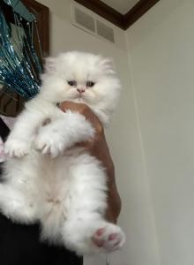 No name yet - British Shorthair Kitten For Sale - Carmel&comma; IN&comma; US